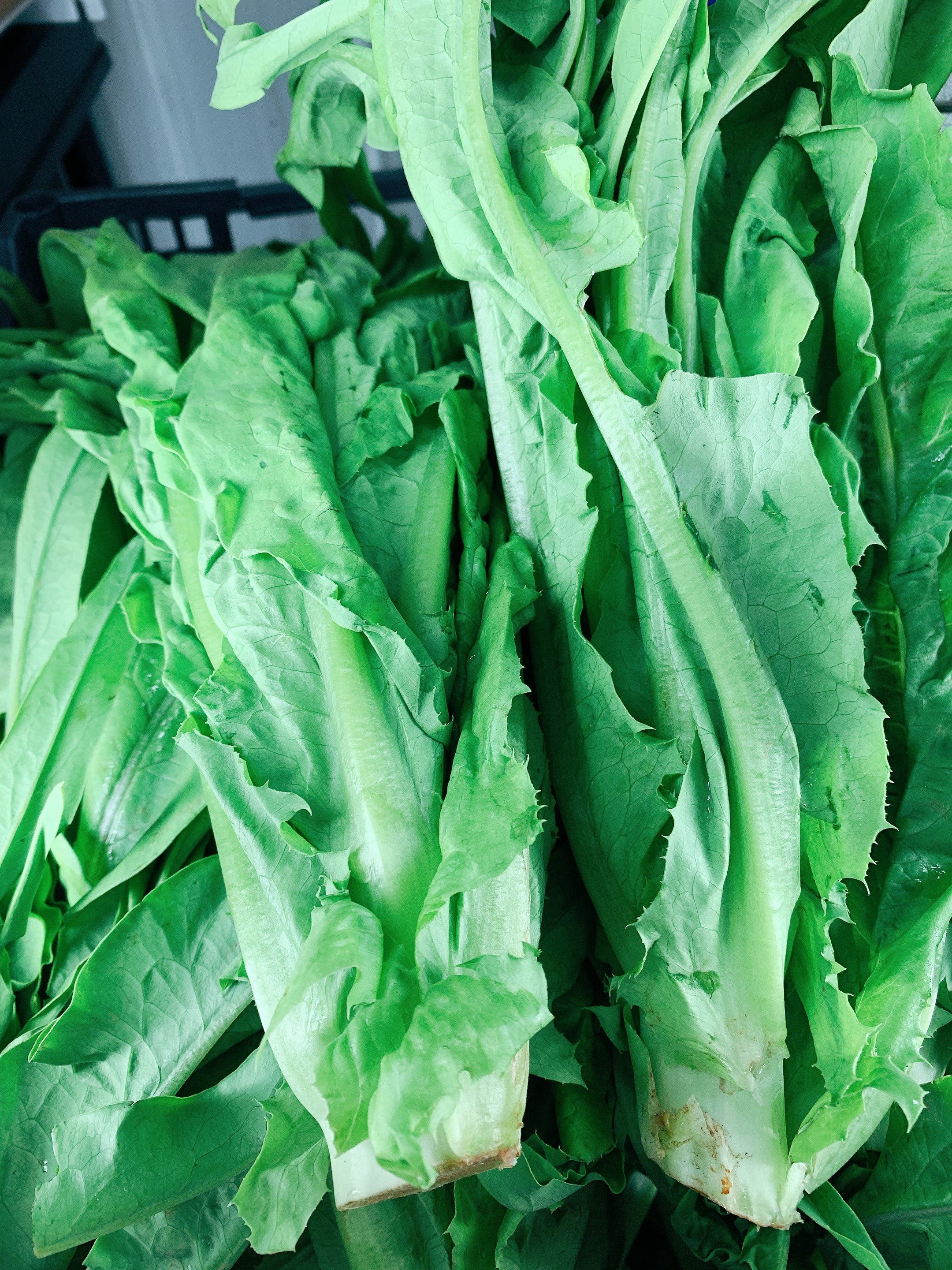 Promo- A-Choy 油麦菜 1.5lb