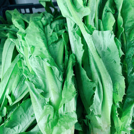 Promo- A-Choy 油麦菜 1.5lb